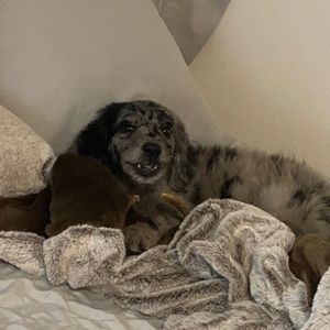 Meet your Posher, Austin